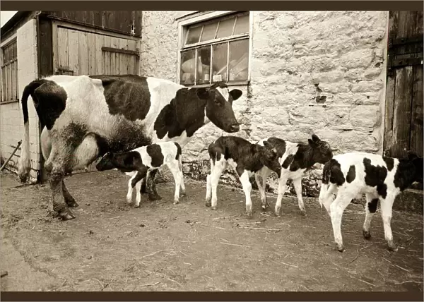 Cow gives birth to quads February 1967 A©Mirrorpix