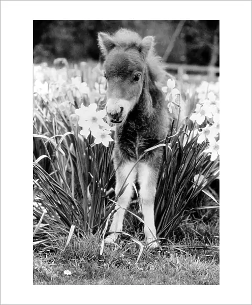 Animal Horses November 1986 A Falabella Minature horse standing tall among