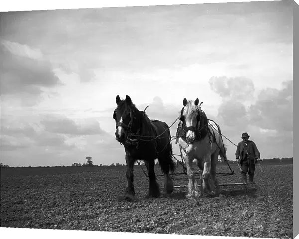 A man on a farm harvesting in a field with his two horses circa 1935