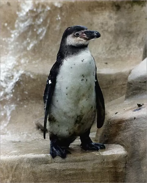 Percy the Penguin is the last surviving Penguin at the Cotswold Wildlife Park in Burford