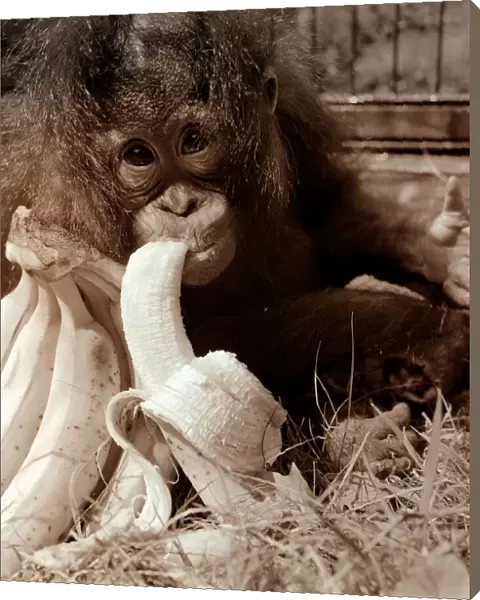 Suka the Orang Utang sucking on a banana August 1972 A©Mirrorpix