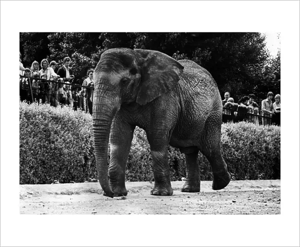 Animals - Elephant Jumbolina at Chester Zoo July 1978