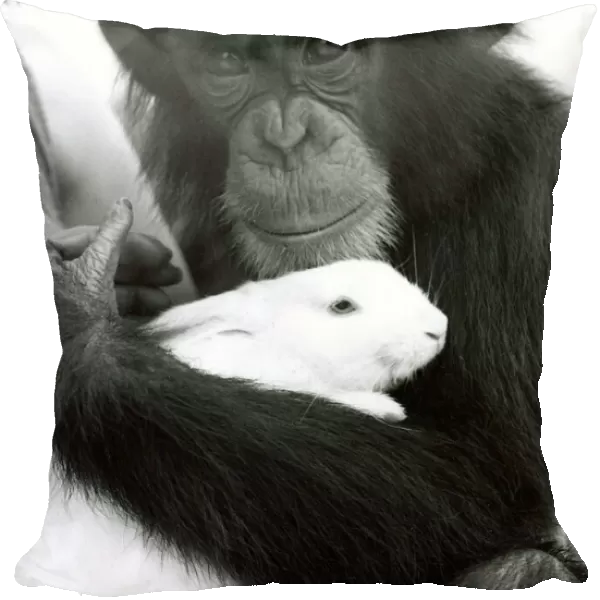 Judy the Chimpanzee caring for a rabbit in the grounds of Southam Zoo in Warwickshire