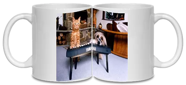 Animals Dogs Celebrity Pets Feature. Jaffa the cat with Pippin the dog playing a keyboard