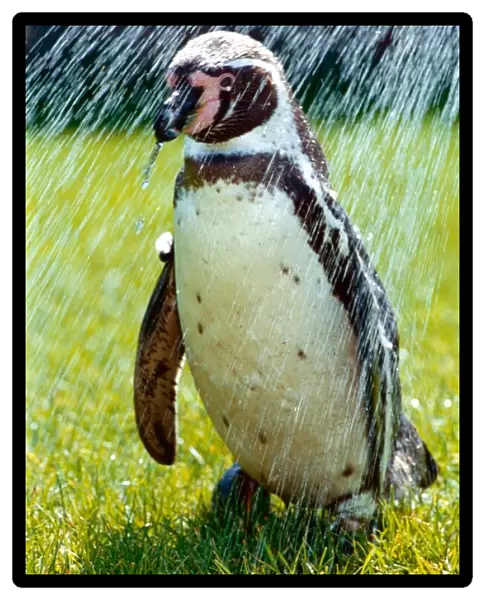 Penguin taking a shower May 1992 A©Mirrorpix