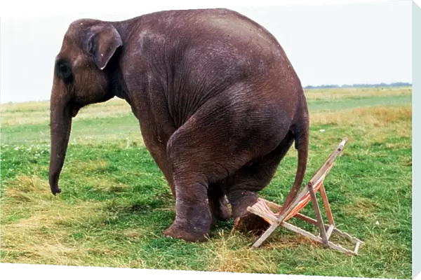 Rhani the elephant from Gerry Cottles Circus tries to sit on a deck chair July