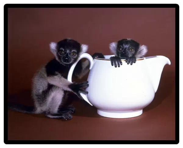 Animals - Baby Lemurs in a teapot February 1987 A©mirrorpix