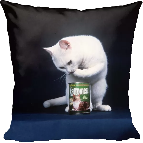 Animals cats Arthur the cat eats his Kattomeat out of the can tin with his paw
