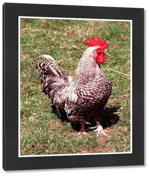 Animals Farm Birds Chicken Cockerel Rare Breeds Scotts Dumpy July 1996