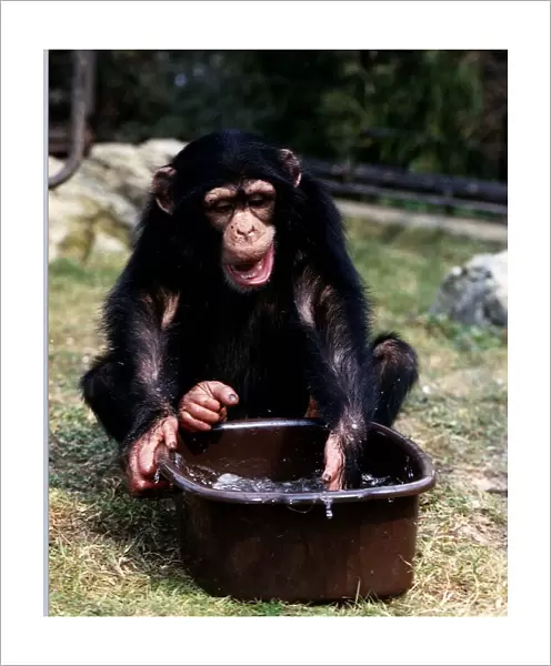 Joma three year old Chimp with bowl of water at London Zoo A©Mirrorpix