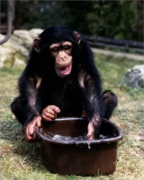 Joma three year old Chimp with bowl of water at London Zoo A©Mirrorpix