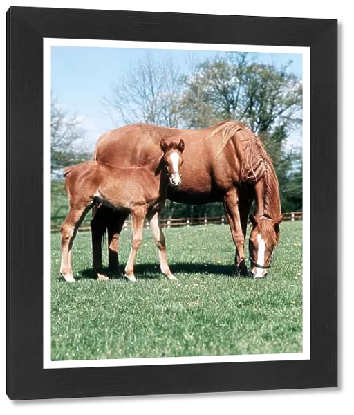 Animals - Horses - Mares and Foals Mare and Foal