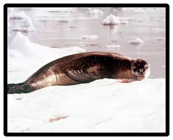 Animals Antartic Argentine IS Leopard Seal March 1975 Hydruga Leptonyx