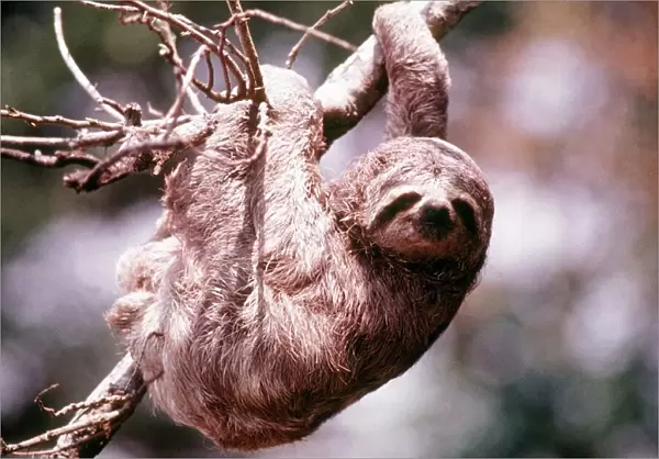 Animals Amazon March 1975 Three Toed Sloth (Bradypus Tridactylus)
