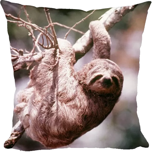 Animals Amazon March 1975 Three Toed Sloth (Bradypus Tridactylus)