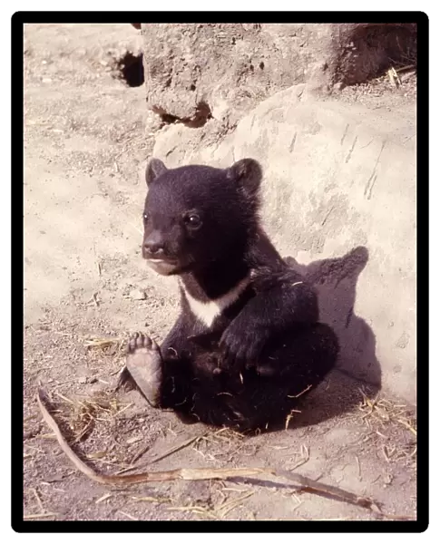 Lucky, a black bear cub born at Knaresborough Zoo in Yorkshire to Yogi