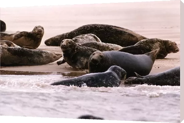 Animals Seals Pollution suffering seals in the dee estuary off the cheshire coast