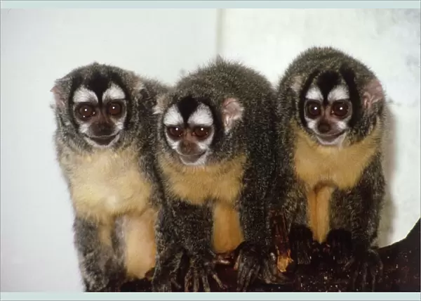 Douricouli monkeys Dulcy, Douglas and Delinquent at the Kilverstone Wildlife Park in