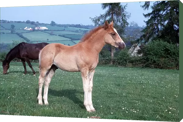 Horse - Foal - June 1974
