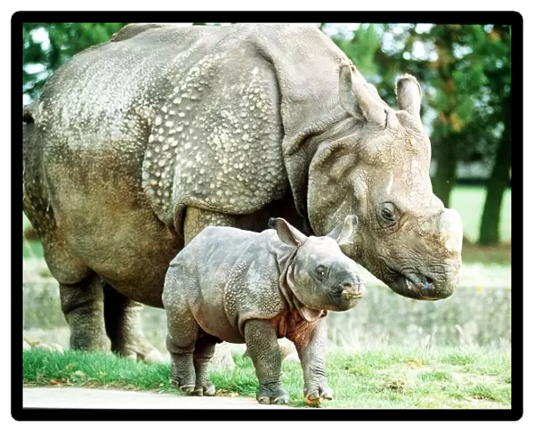 Animals Rhino October 1989 Bardia the rhino with his mother Roopa born 3 weeks ago