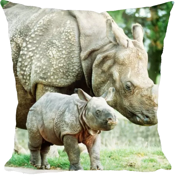 Animals Rhino October 1989 Bardia the rhino with his mother Roopa born 3 weeks ago