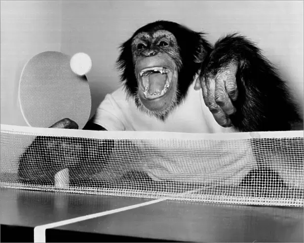 Noddy, the 4-year-old female Chimp very much enjoys a match of table tennis
