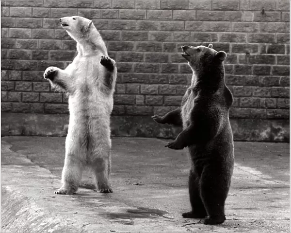Polar Bear and Brown Bear - standing on their hind legs at Flamingo Park Zoo