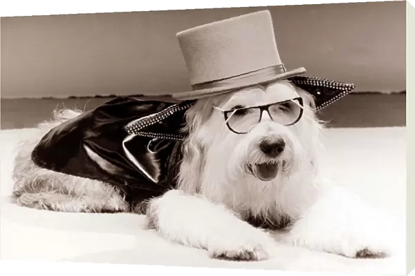 Fancy Dress Dog Old English Sheepdog wearing a top hat, black coat and glasses
