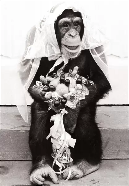 Chimpanzee dressed up in bridal wear with a veil and a bouquet of flowers