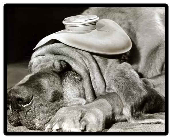 Henry the Blood Hound dog asleep with a hot water bottle on his head to cure his headache