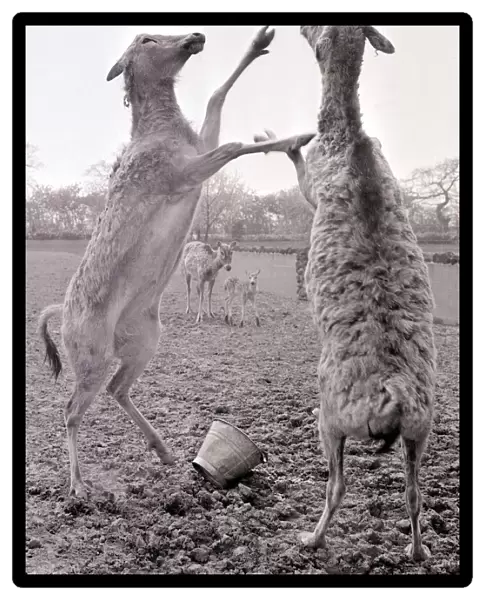 The Pere David Deer doing a little fighting at Chester Zoo May 1966 1960s