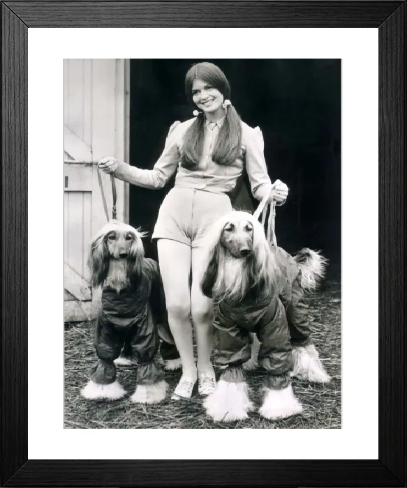 Framed Print : June Pickering and Her Afghan Hound Friends in Print (00146) Framed Print : June Pickering and Her Afghan Hound Friends in Print (00146)