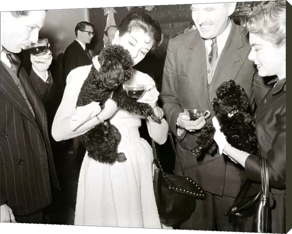 Poodles drinking tea at a birthday party for a fellow poodle dog January 1955