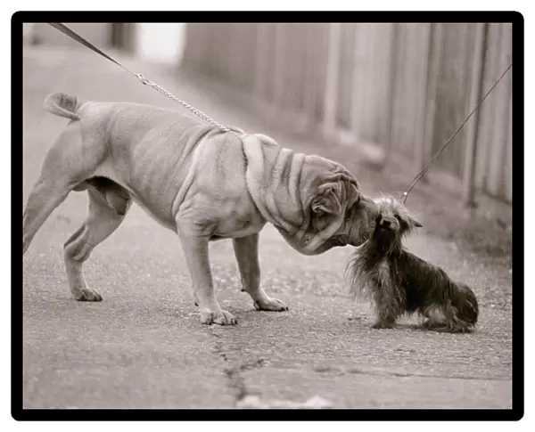 Dandelion the Chinese Shar Pei and Twiglet the Yorkshire Terrier Dog greet each other