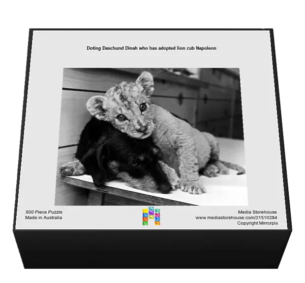 Doting Daschund Dinah who has adopted lion cub Napoleon