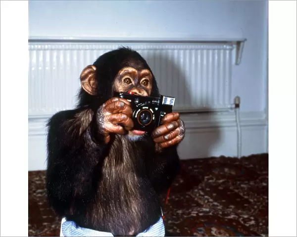 Benjy the Chimp at Twycross Zoo September 1984 A©Mirrorpix
