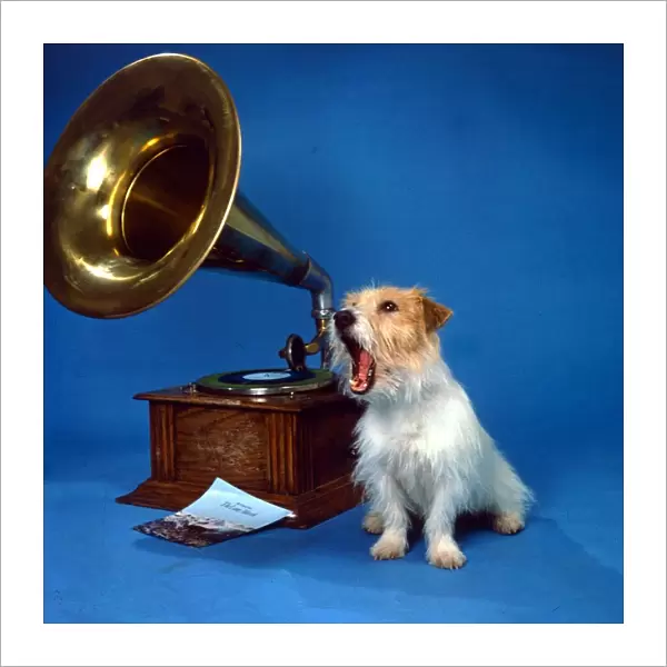 A Jack Russell dog singing along to music being played on a gramaphone from