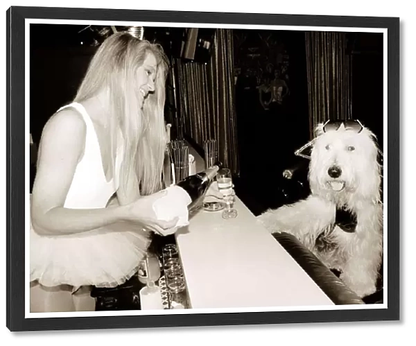 Old English Sheepdog is served champagne by a barmaid in a tutu