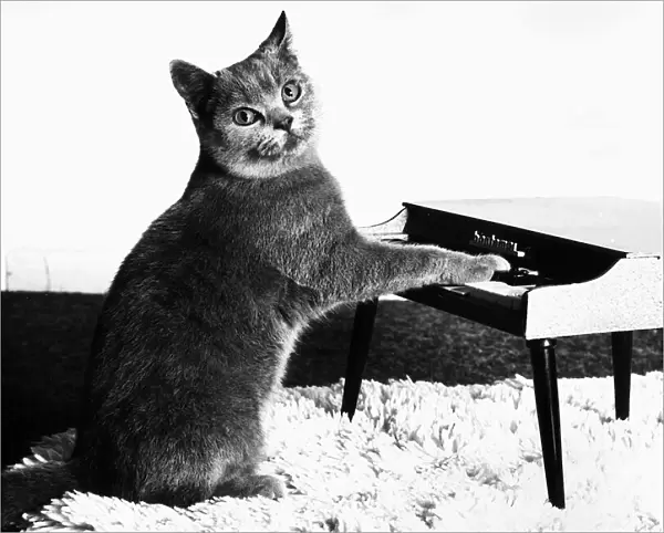 Fred the Cat playing toy piano 1984