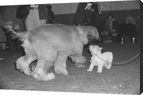 Crufts Dog Show. A couple of dogs say hello to each other Crufts
