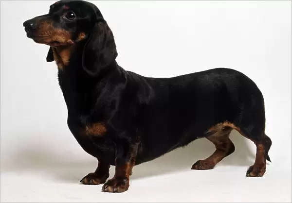 A dachshund dog June 1987
