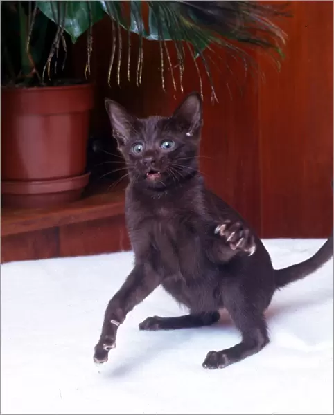 A Havana cat waving his paw Febraury 1989