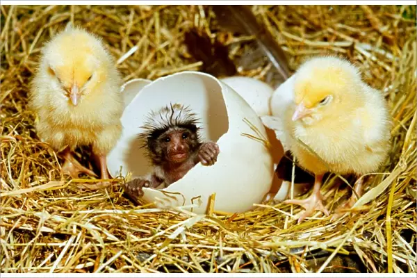 April Fools joke: Charlie the chickpanzee hatching from an egg April 1991