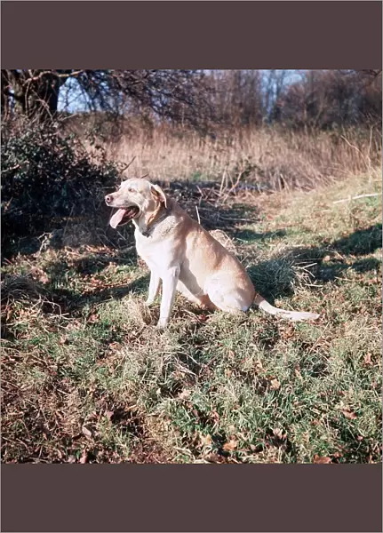 Golden Labrador Dog - 1968