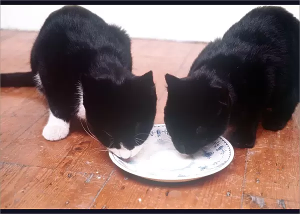 Animals Cats Eating Drinking february 1989 One black and one black