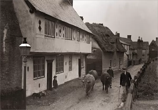 Cattle being herded down a village street