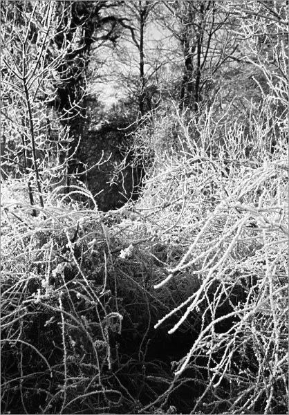A hoare frost clings to the trees and hedgerows surrounding the sleepy Hertfordshire of