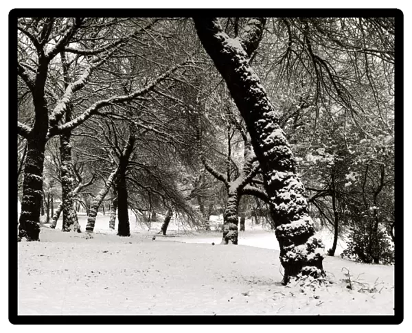 Queens Park Manchester Weather - Winter snow trees tree