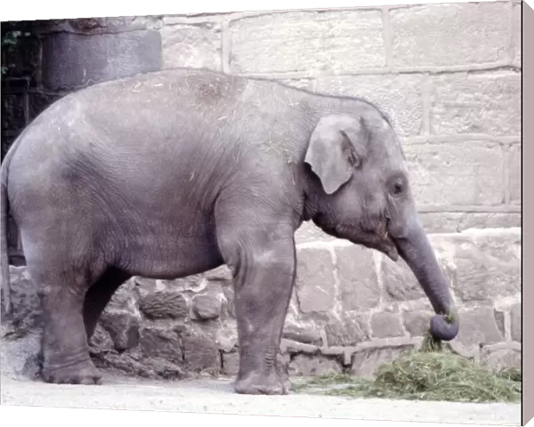 An baby elephant at Chester Zoo August 1979