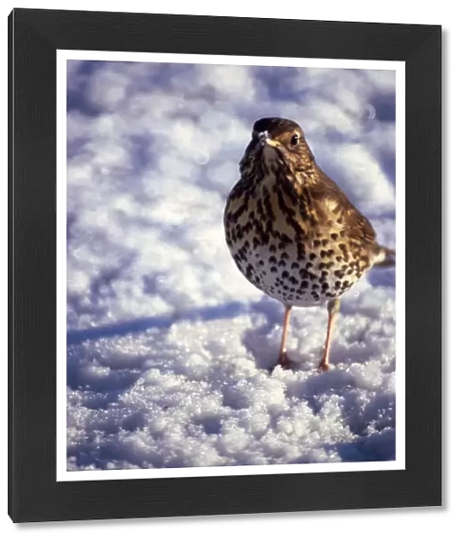 A thrush in the snow December 1979